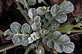 Centaurea bella leaves-Clapiers-5153~2016 01 03