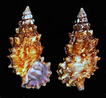 Cerithium echinatum.shell001