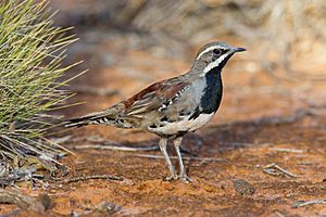 Chestnut Quail-thrush (11078463133).jpg