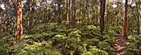 Chilworth Fern Grove Wiki