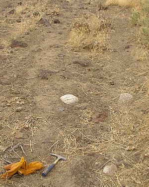 Cluster-of-erratics-on-Red-Mountain