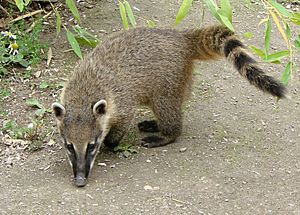 Coati roux Amiens 4