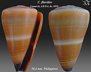 Conus flavidus 1.jpg