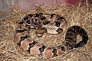 Crotalus horridus.jpg