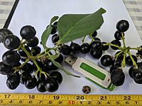 Curry tree ripe fruits