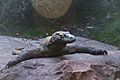 Disney-Animal-Kingdom-Komodo-Dragon-8190