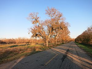 English TX Pasture