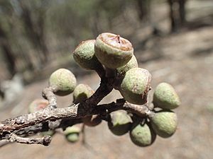 Eucalyptus banksii fruit