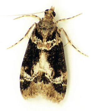 Eudonia zophochlaena (Meyrick, 1923).jpg