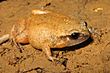 Fry's Frog - Austrochaperina fryi.jpg