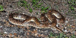 Glossy Snake (Arizona elegans), Colorado Co., TX, 2014.jpg