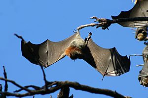 GreyHeadedFlyingFoxWingspan