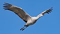 Grus canadensis in flight-2618