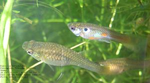 Guppy CS pair 4 20130113