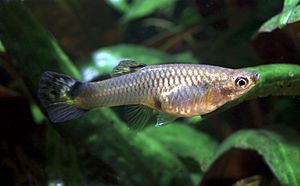 Guppy Poecilia reticulata