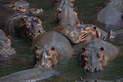 Hippo pod