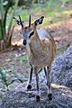 Klipspringer at Brevard Zoo