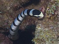 Laticauda colubrina (Zamboanguita)