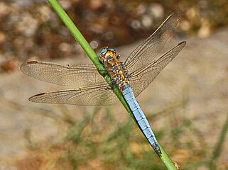 Libellulidae - Orthetrum coerulescens - Mature male