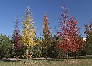 Liquidambar-otonno-20071028-1