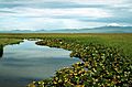 Lower Klamath Lake marsh