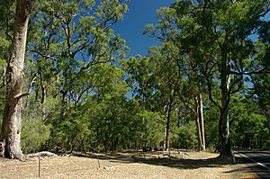 Ludlow forest gnangarra 02