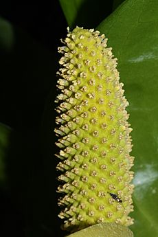 Lysichiton americanus 9054