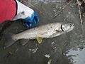 Marble Trout-Adige River