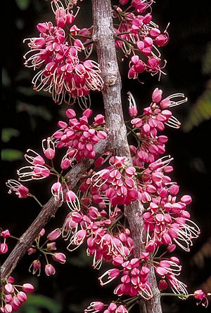 Melicope rubra