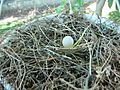 Mourning Dove Egg