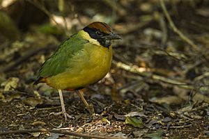 Noisy Pitta - Lamington NP - Queensland S4E6526 (22198730799)