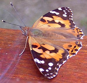 Painted Lady - Vanessa cardui - large