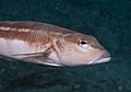 Parapercis colias Blue Cod Closeup