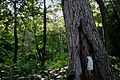 Pennsylvania - Delaware Water Gap - Appalachian Trail - White Blaze