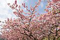 Prunus lannesiana cv. Kawazu-zakura 05