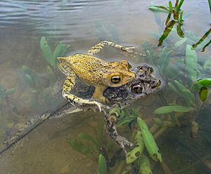 Puerto Rican crested toads (Bufo lemur)