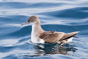 Puffinus gavia - SE Tasmania.jpg