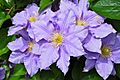 PurpleClematis1