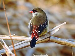 RedMunia