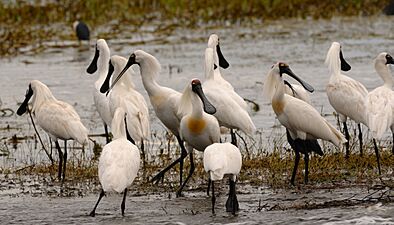 RoyalSpoonBillsFoggDam