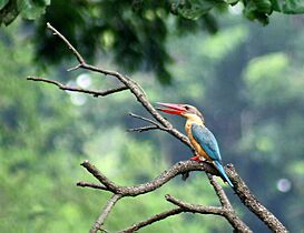 STORK-BILLED KINGFISHER I3 IMG 5422