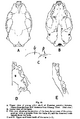 Steppe polecat skull & teeth