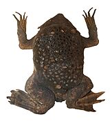 Surinam toad (DFdB)