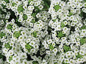 Sweet alyssum