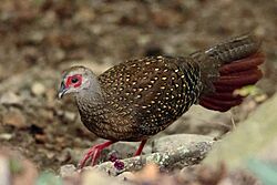 Swinhoe's Pheasant Female