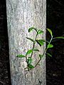 Syzygium australe - Watagans