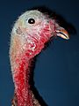 Taxidermic Bird - Lightner Museum