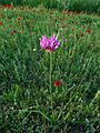 Wild Allium in Behbahan, Iran