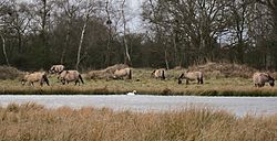 Wild Konik ponies