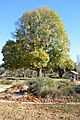 Yass Riverside Park Tree